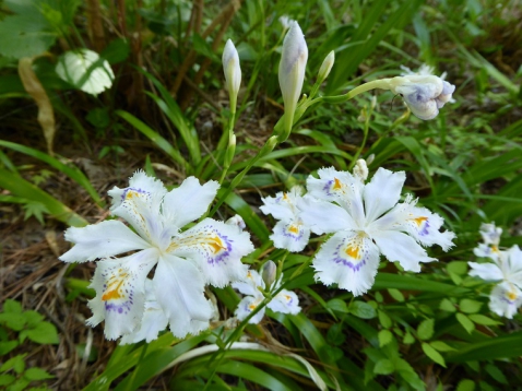 「シャガ」の花が満開です