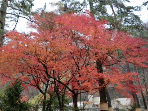 雨と紅葉