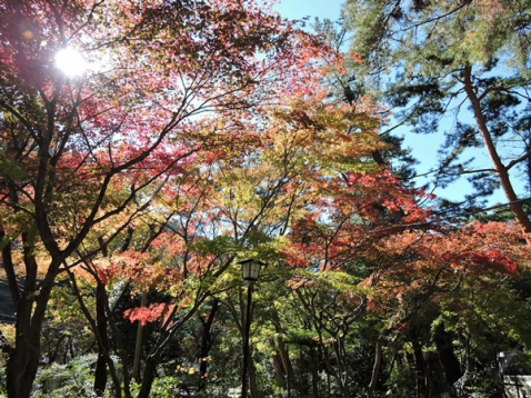 紅葉始まりました！