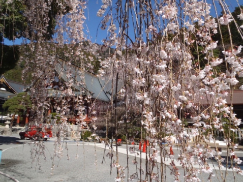 身延山しだれ桜情報♪