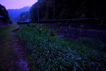 ホタル鑑賞ツアー（無料）好評です！