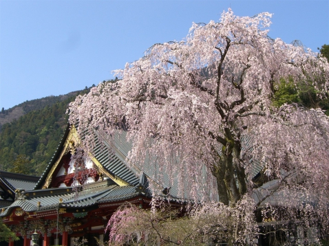 桜の開花はいつ？